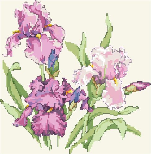 (image for) Iris Portrait